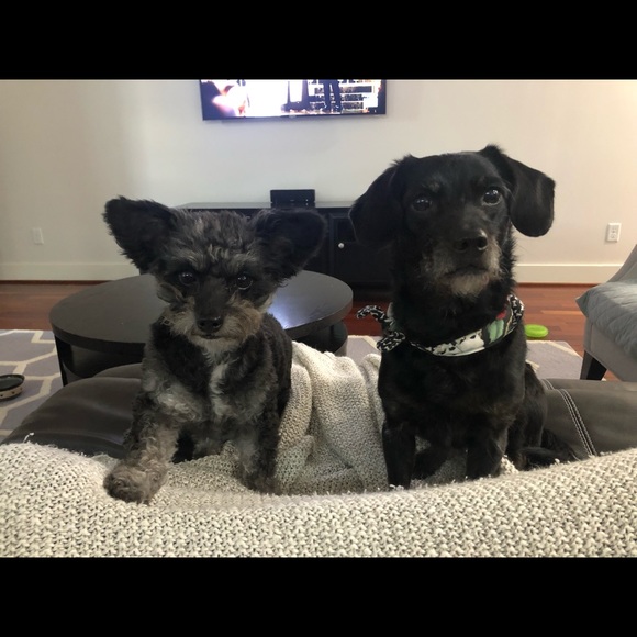 Meet your Posher, Jennifer - Picture 1 of 1